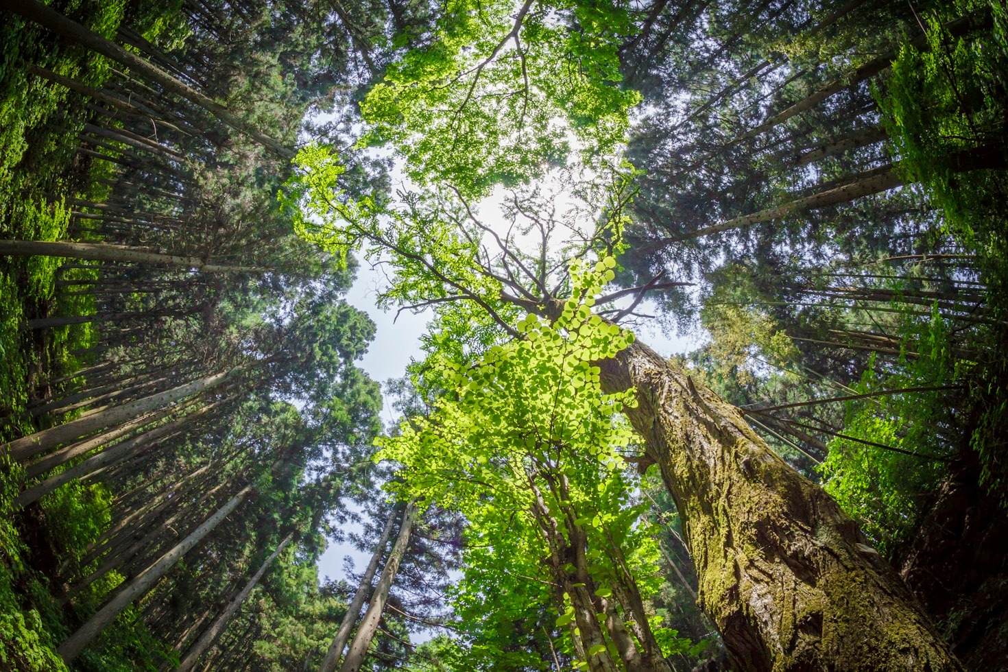 Understanding the Foundations of Lasting Vitality